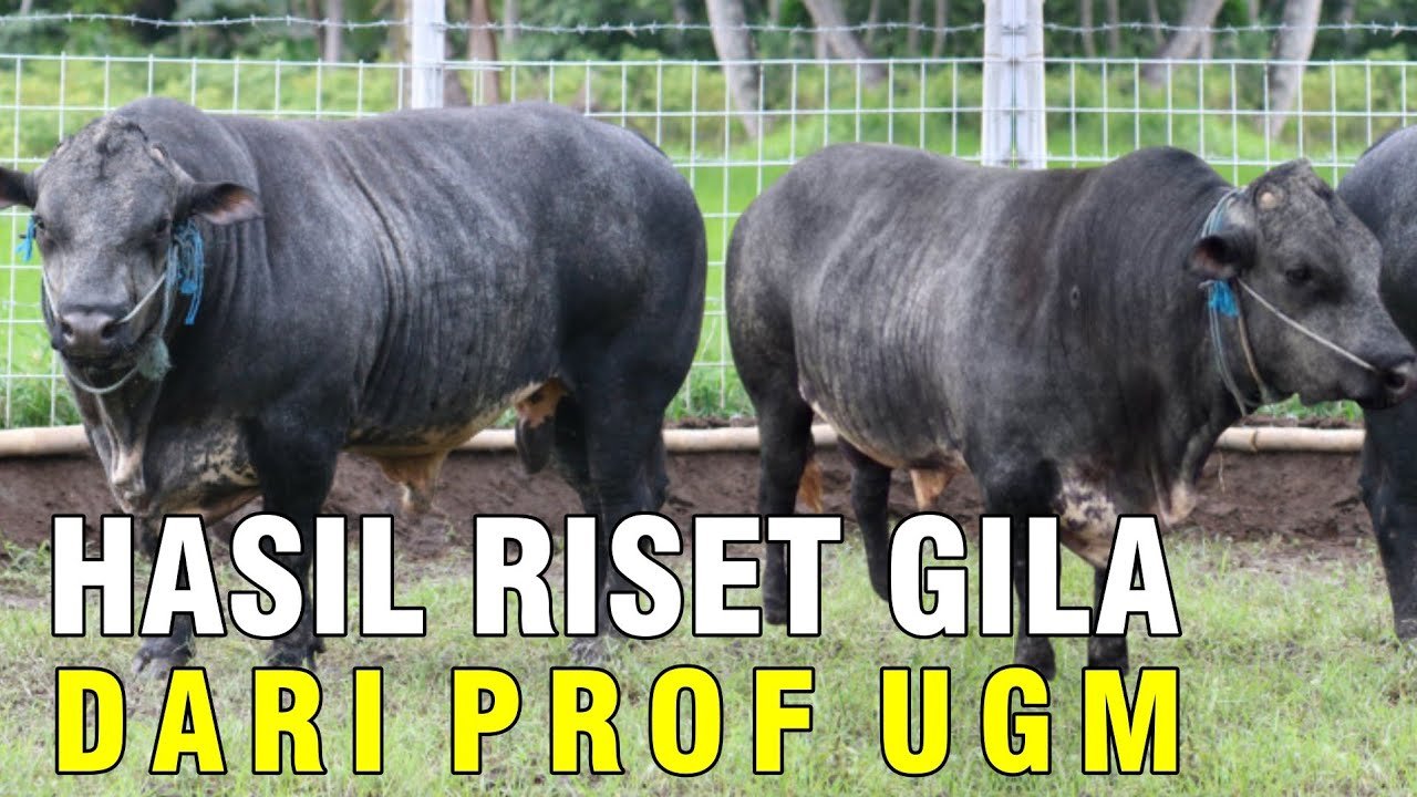 
                                 Pesona-Gagah-Sapi-Gama-Persilangan-Bibit-Unggul-Asli-Indonesia